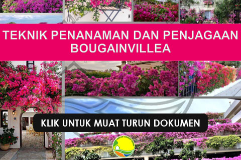 bougainvillea